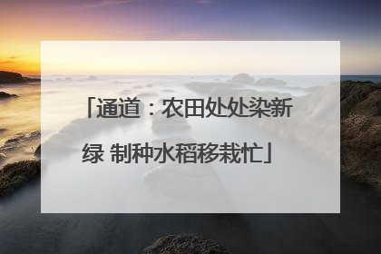 通道：农田处处染新绿 制种水稻移栽忙