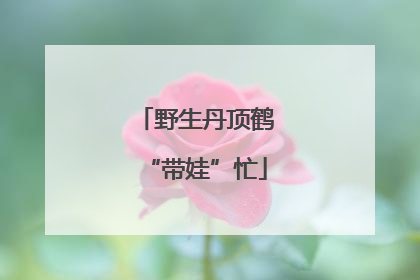 野生丹顶鹤“带娃”忙