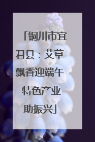 铜川市宜君县：艾草飘香迎端午 特色产业助振兴