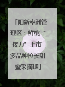 阳新率洲管理区：鲜桃“接力”上市 多品种拉长甜蜜采摘期