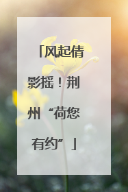 风起倩影摇！荆州“荷您有约”